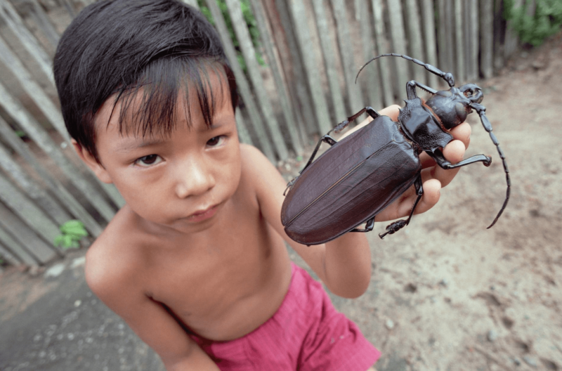 Жук усач Титан