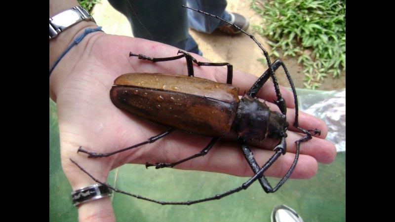 Рогач Доркус Титан