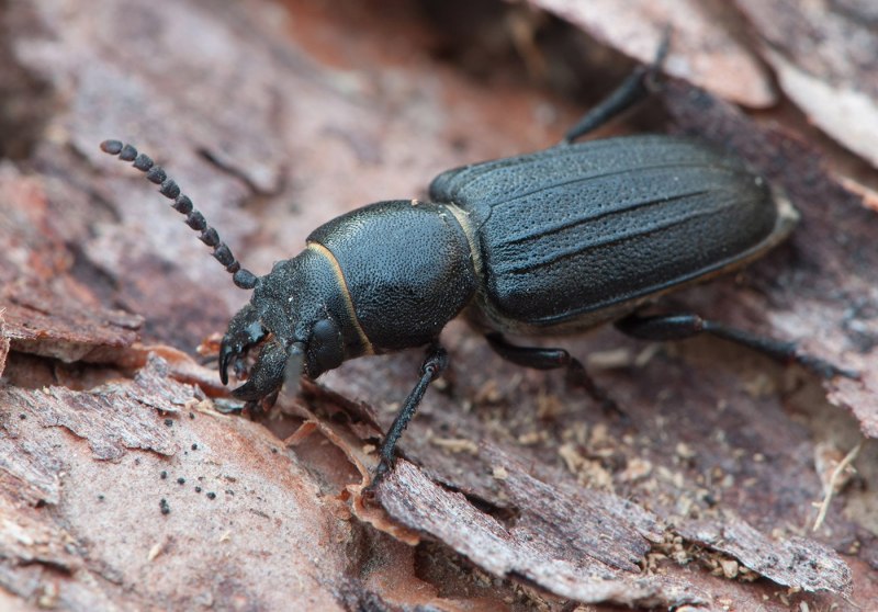 Жук усач реликтовый