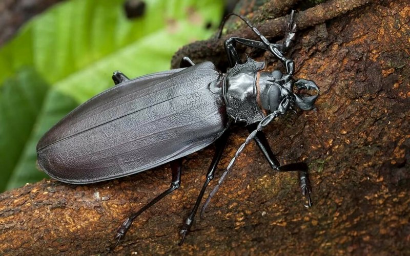 Жук дровосек зубчатогрудый