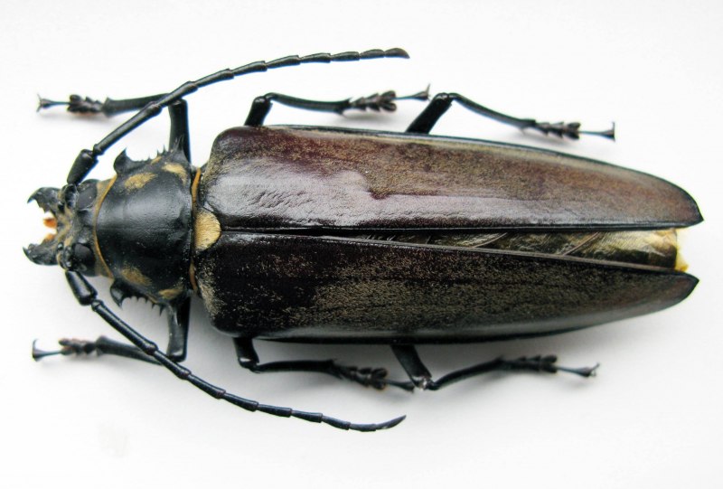 Дровосек-Титан Titanus giganteus