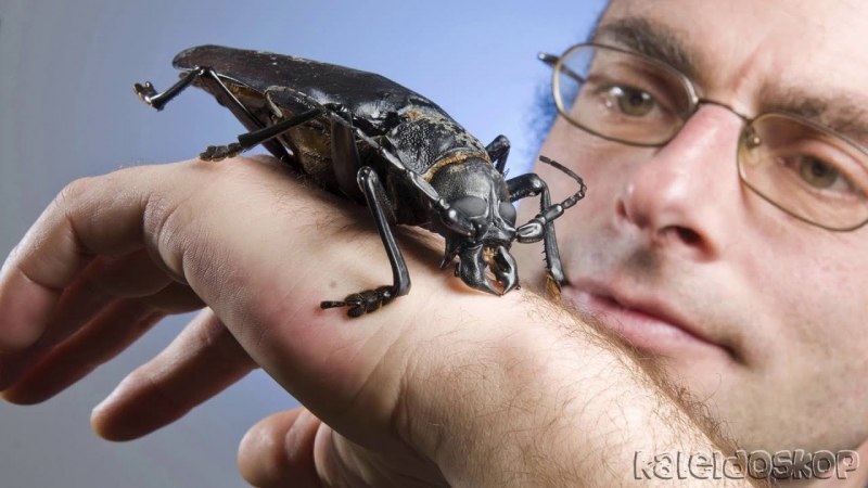 Жук олень и Жук дровосек