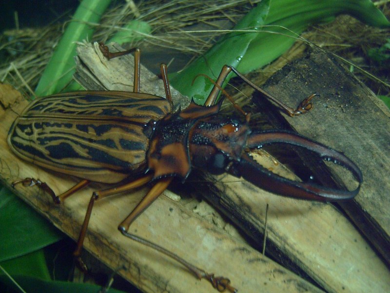 Жук носорог Геркулес