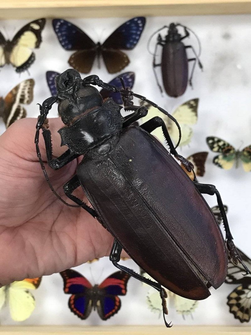 Жук Titanus giganteus