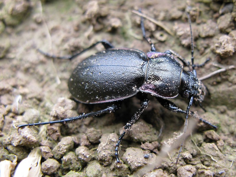 Жук усач дровосек