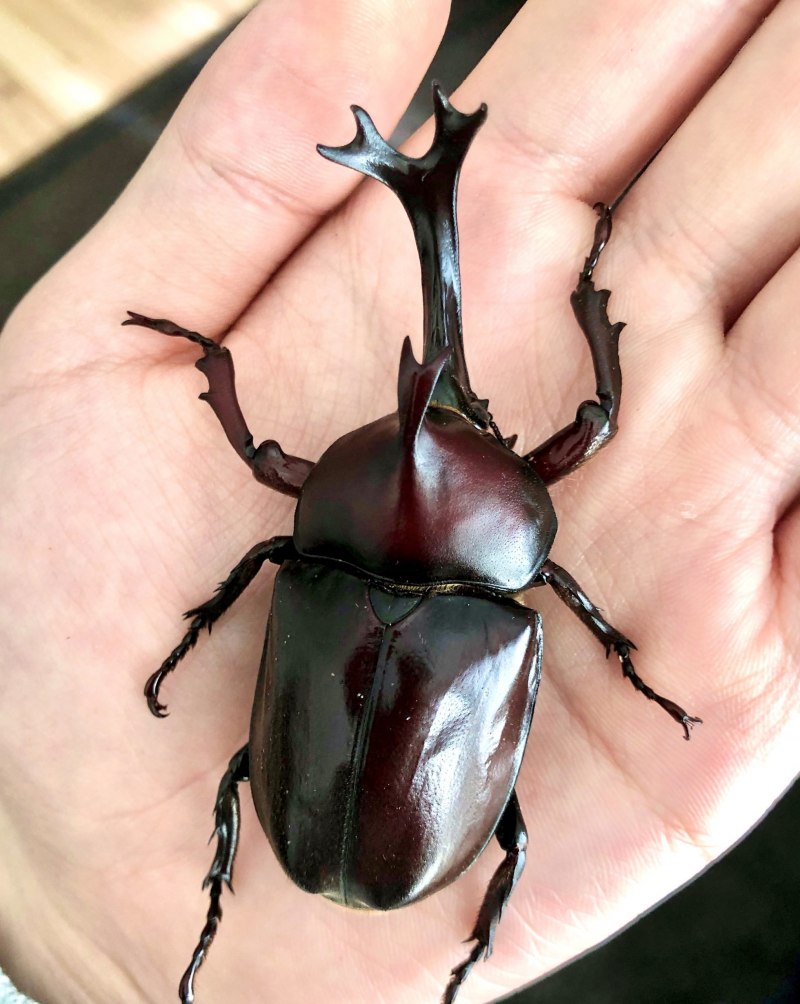 Самое большое насекомое на земле