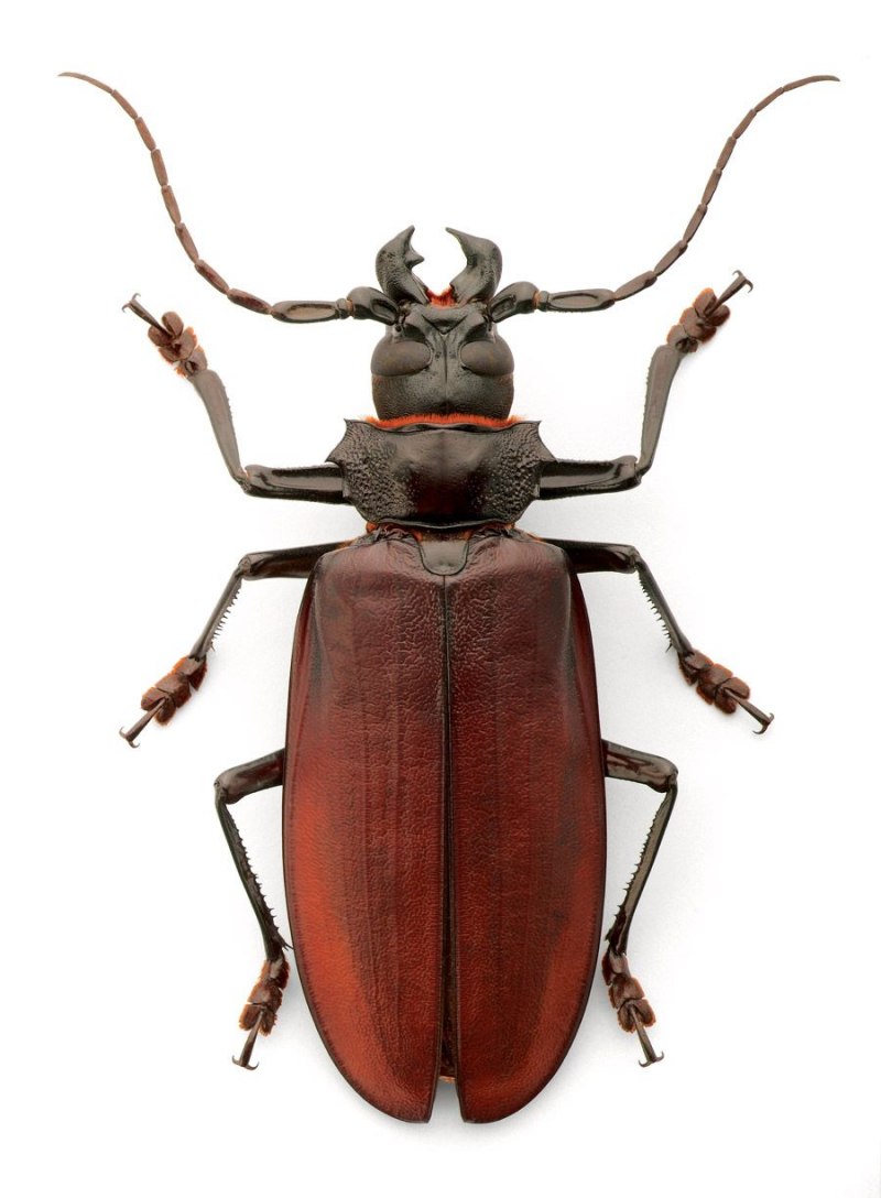 Жук дровосек Титан