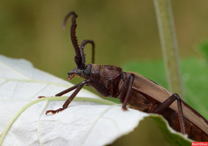 Самый гигантский Жук в мире