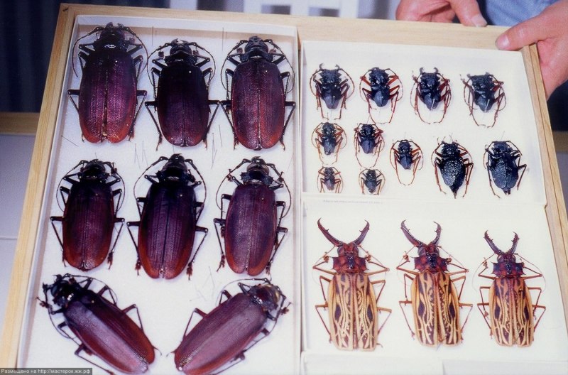 Жук усач Титан