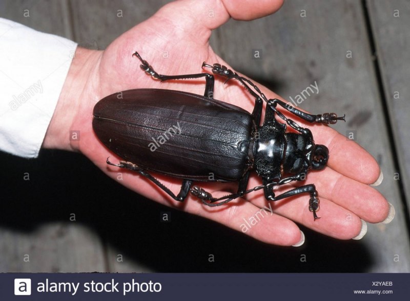 Жук дровосек Кожевник