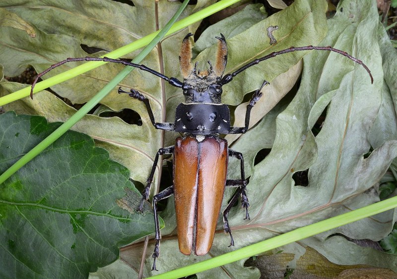 Жук носорог гигант