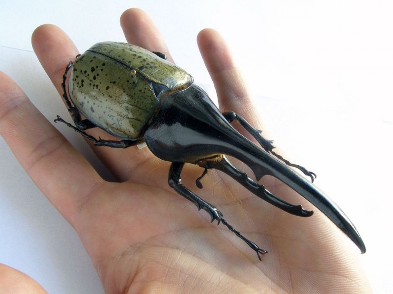 Жук носорог большой черный