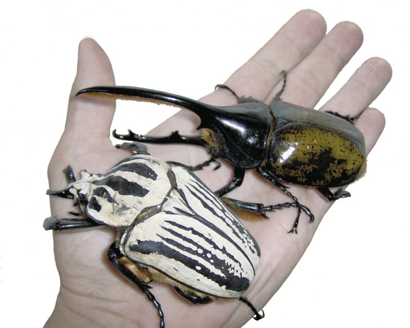 Самый большой Жук Геркулес