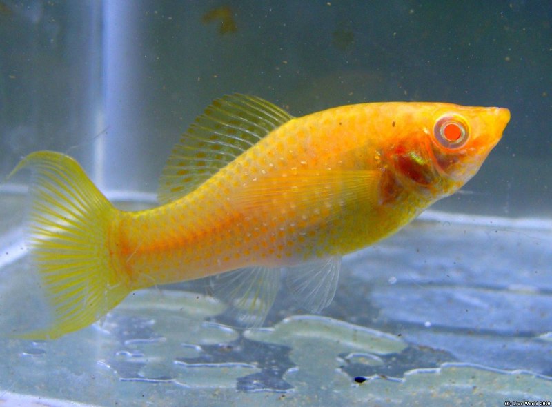 Моллинезия Велифера Золотая