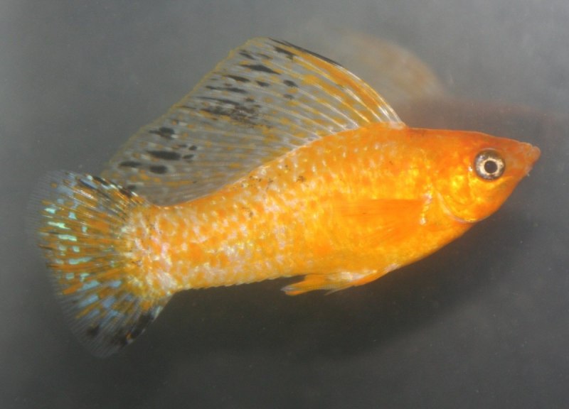 Пецилия парусная Велифера