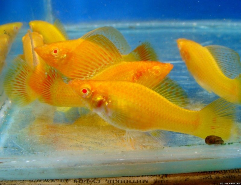 Пецилия парусная Велифера