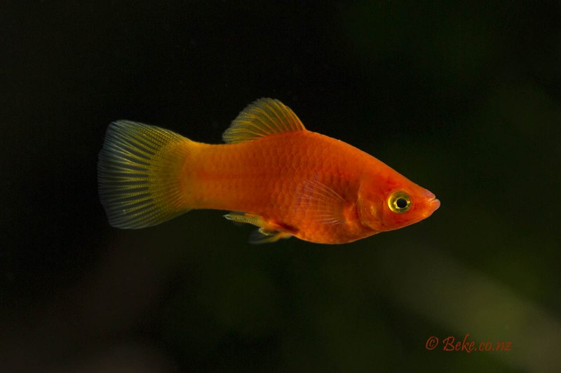 Моллинезия баллон Золотая