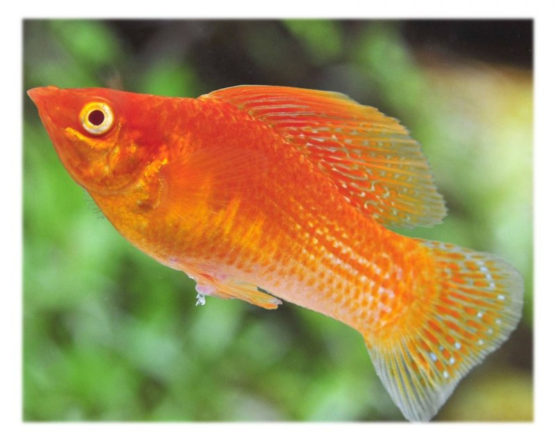 Пецилия парусная Велифера