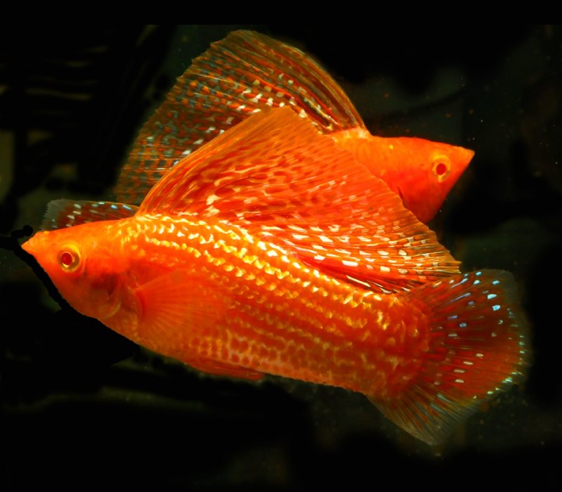 Молли Велифера