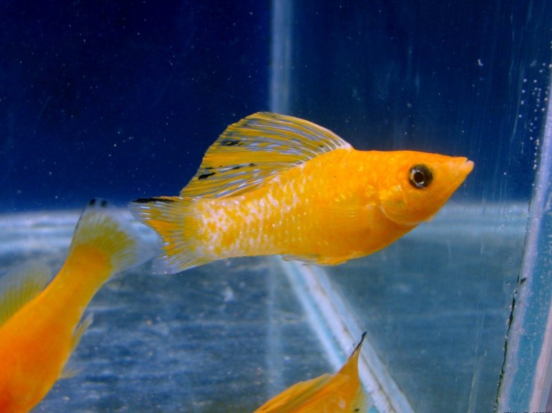 Велифера Нигра парусная