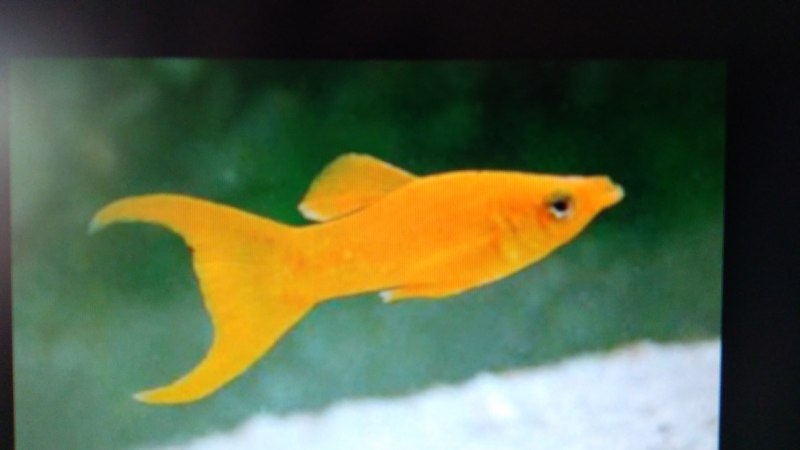 Моллинезия Велифера