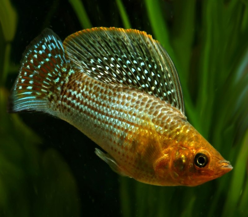 Моллинезия сфенопс Золотая