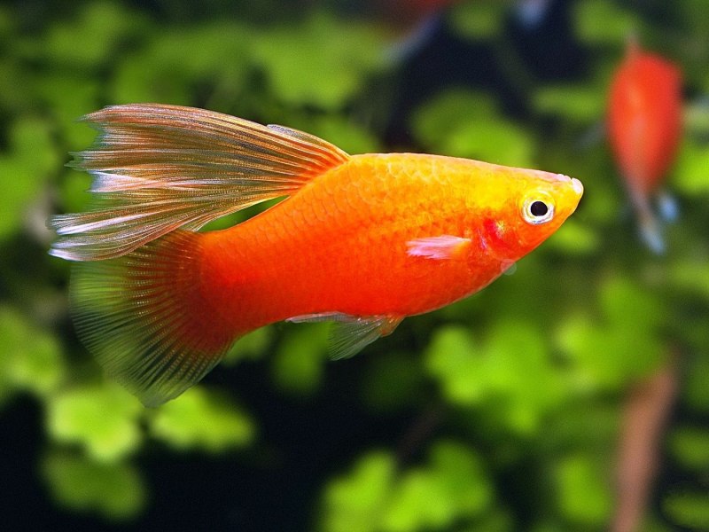 Моллинезия сфенопс черно-Золотая