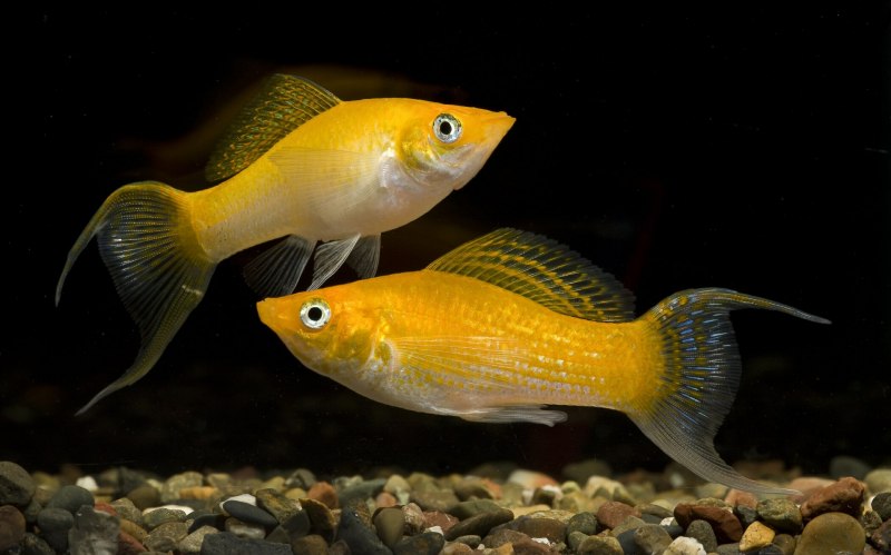 Пецилия рыбка оранжевая