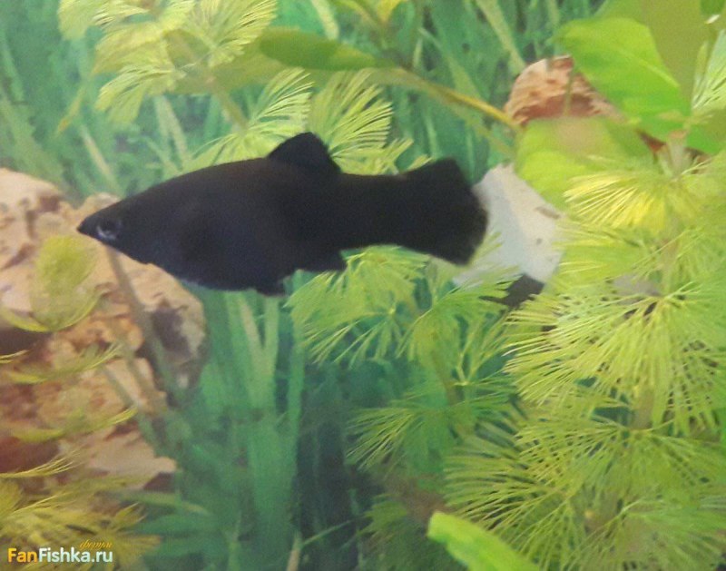 Пецилии и моллинезии