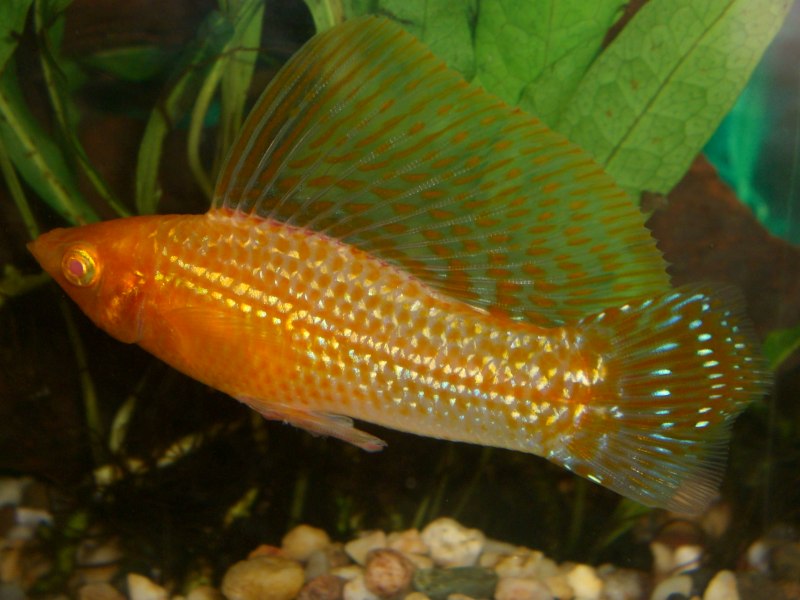 Аквариумная рыбка Моллинезия черная