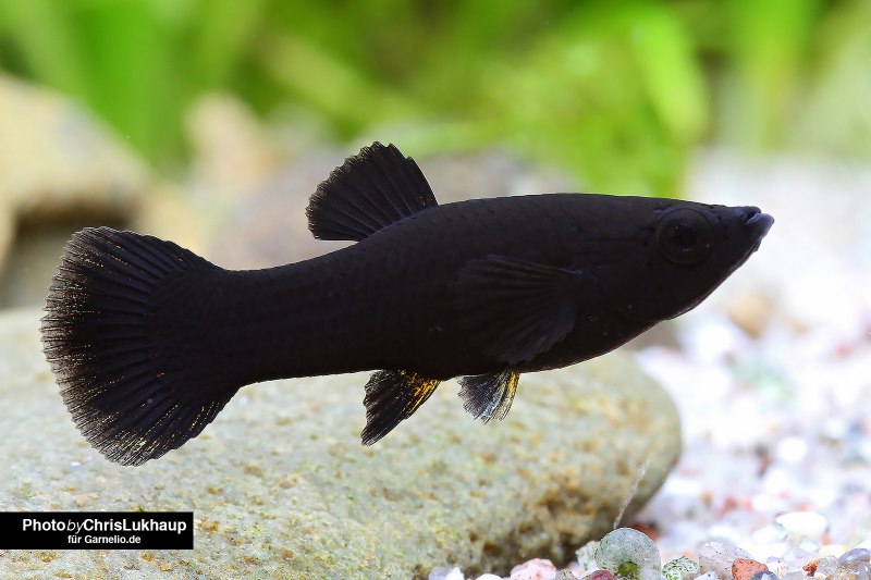 Пецилия Сансет коралл