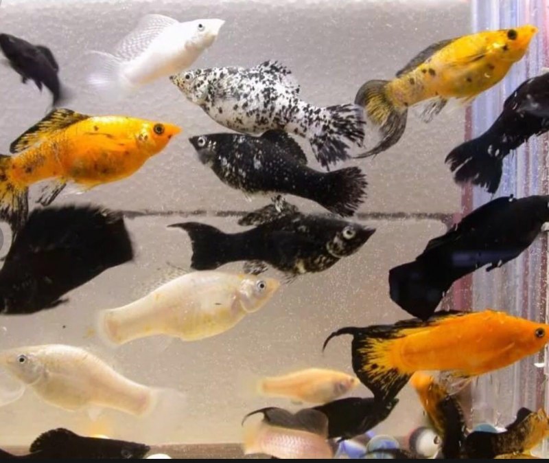 Велифера Шафран