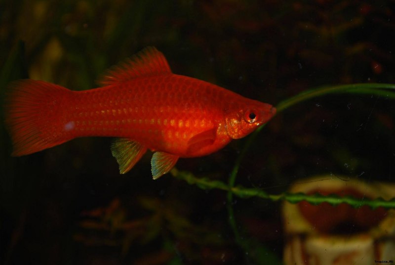 Моллинезия Лира оранжево черная