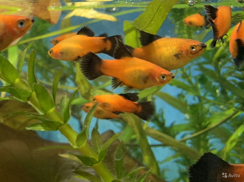 Пецилия Гавайская