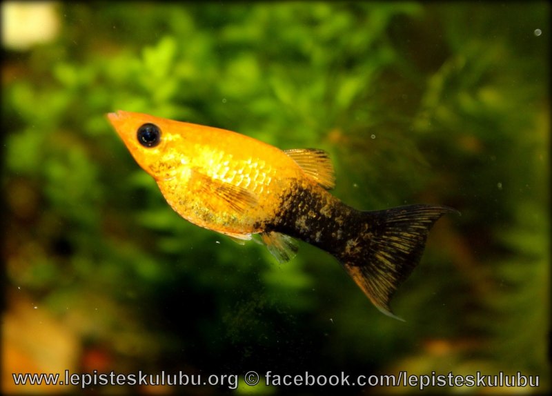 Пецилия живородящая рыбка