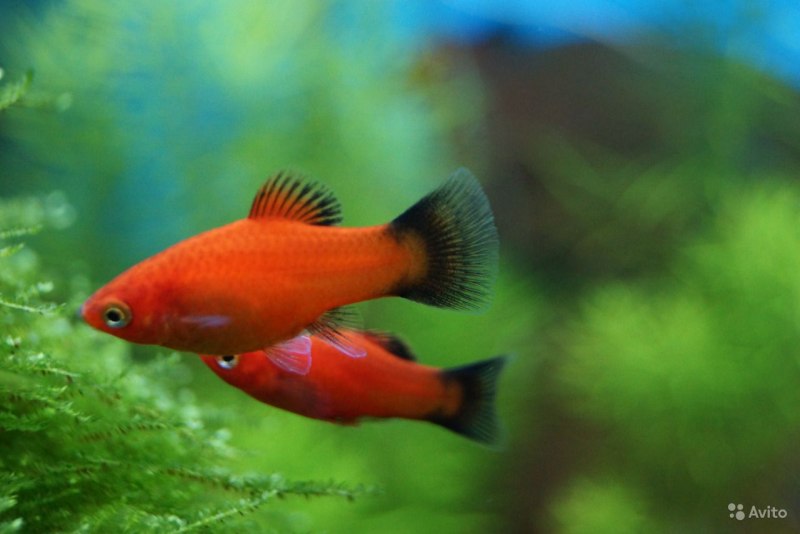 Пецилии моллинезии меченосцы