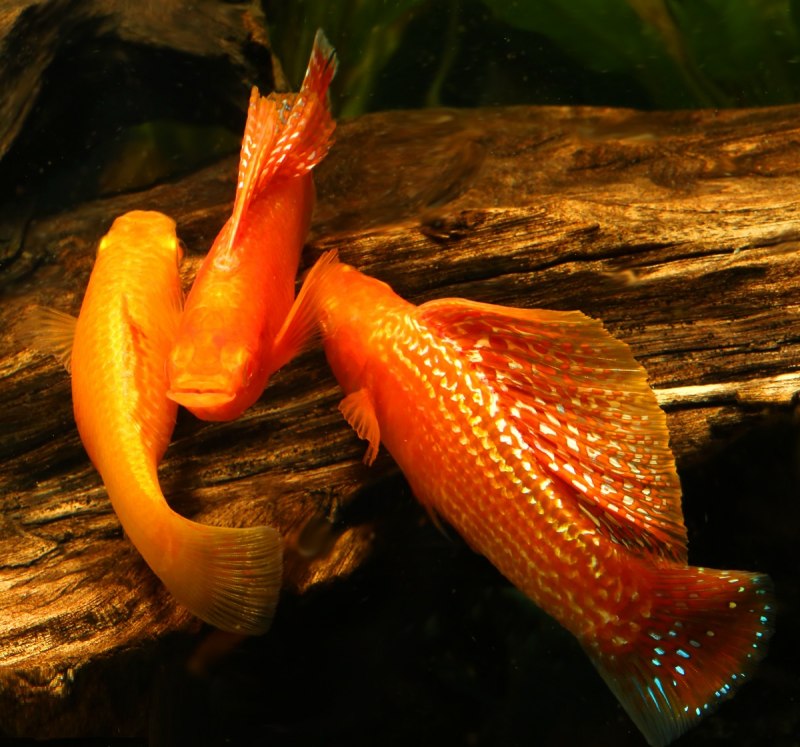 Моллинезия Золотая лирохвостая