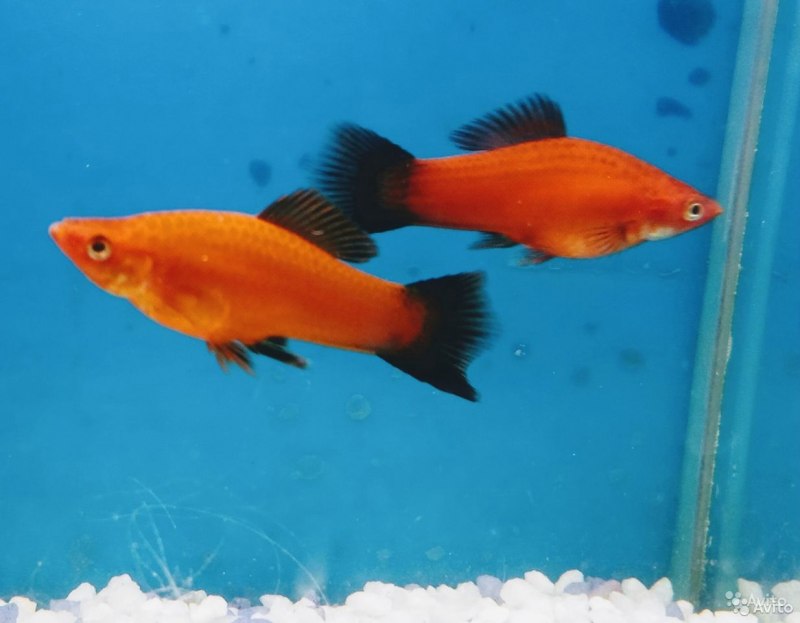 Пецилия Моллинезия