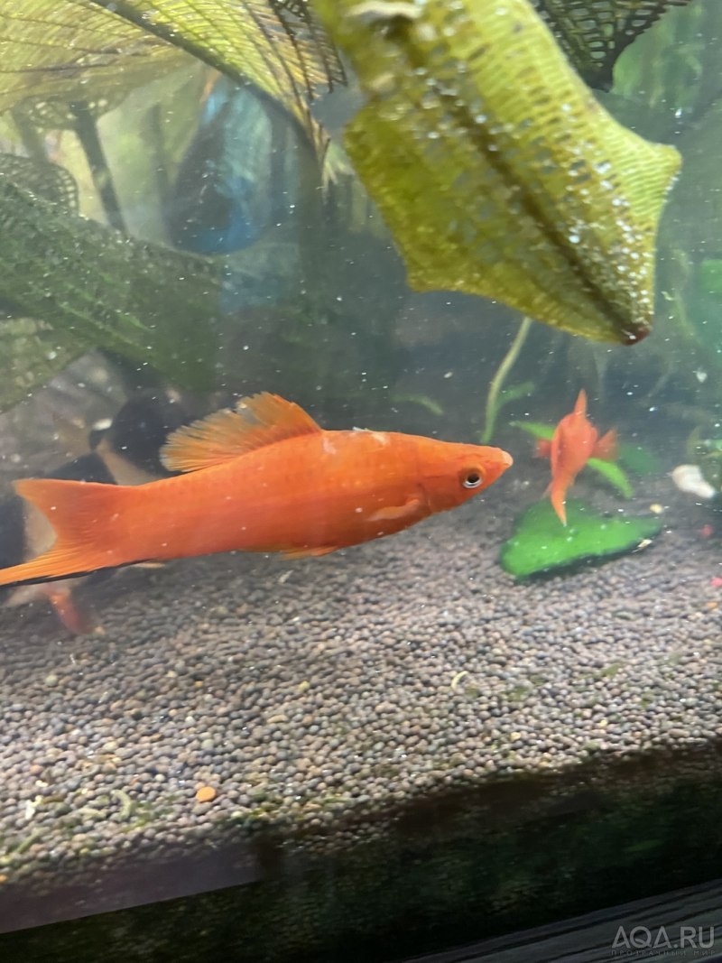 Пецилия аквариумная красная
