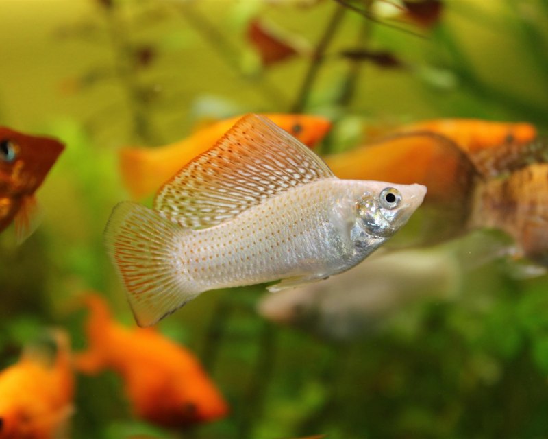 Пецилия Сансет ситцевая