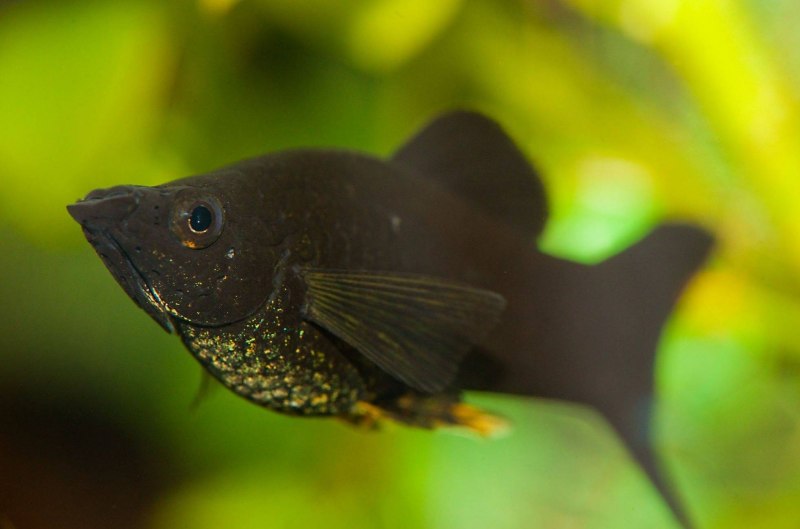 Пецилия Золотая Комета