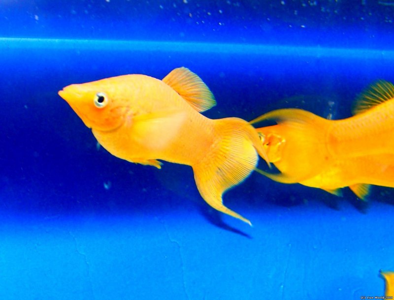 Ихтиофтириоз Моллинезия