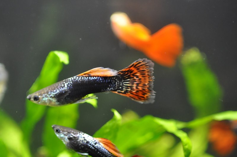 Моллинезия желтая лирохвостая