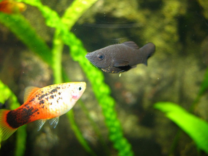 Пецилия Радужная