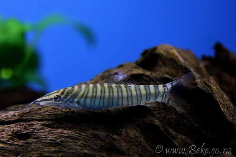 Боция тигровая Королевская