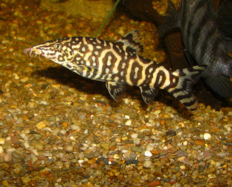 Боция хелодес