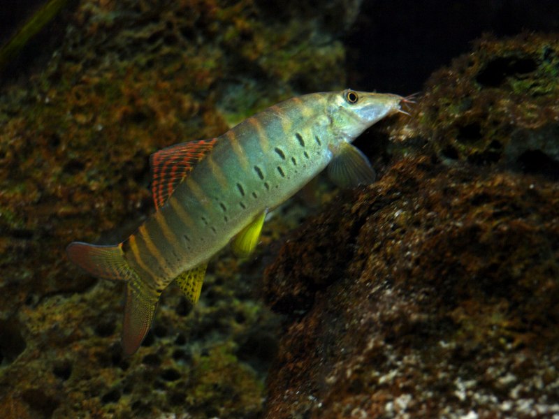 Боция Бердмора (Syncrossus berdmorei)