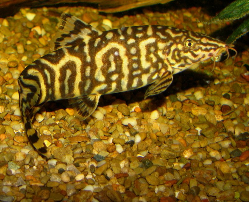 Боция леопардовая