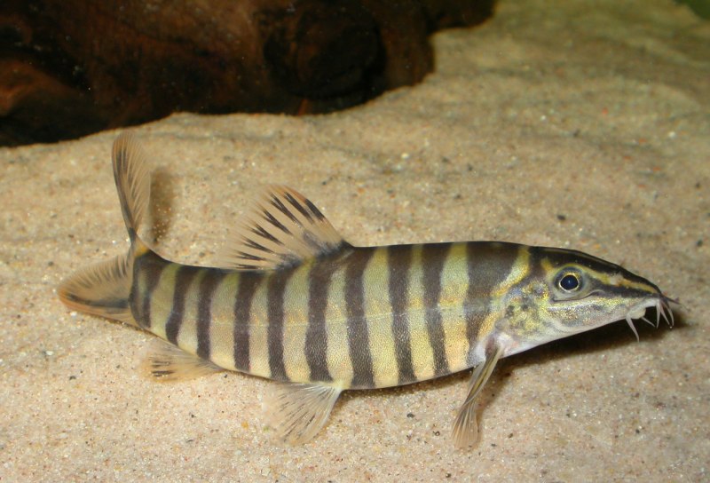 Тигровая рыбка аквариумная боция