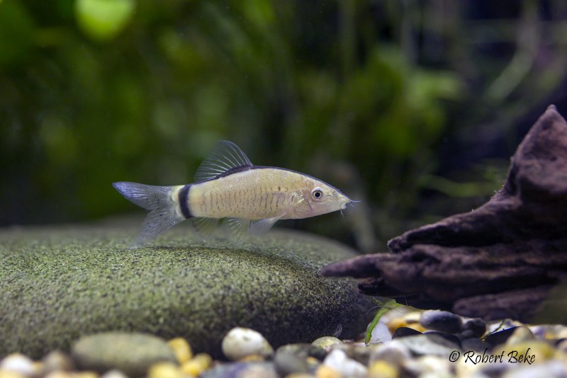 Боция Дарио